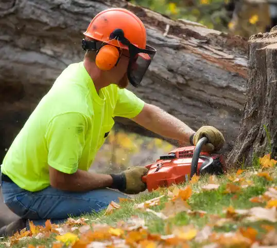 tree services Amberley